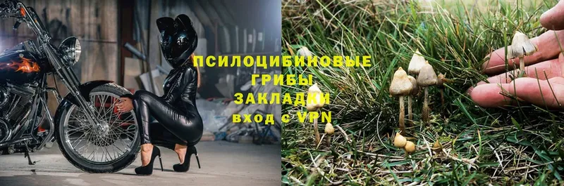 купить  сайты  Бирюсинск  Галлюциногенные грибы Psilocybe 